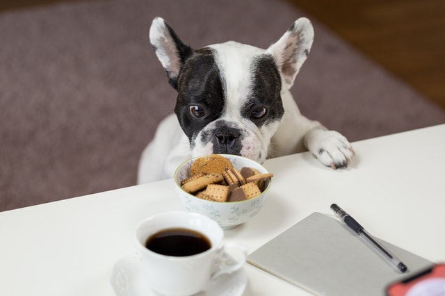 The Top 6 Best Pet Food Products with Impact on Health in 2020